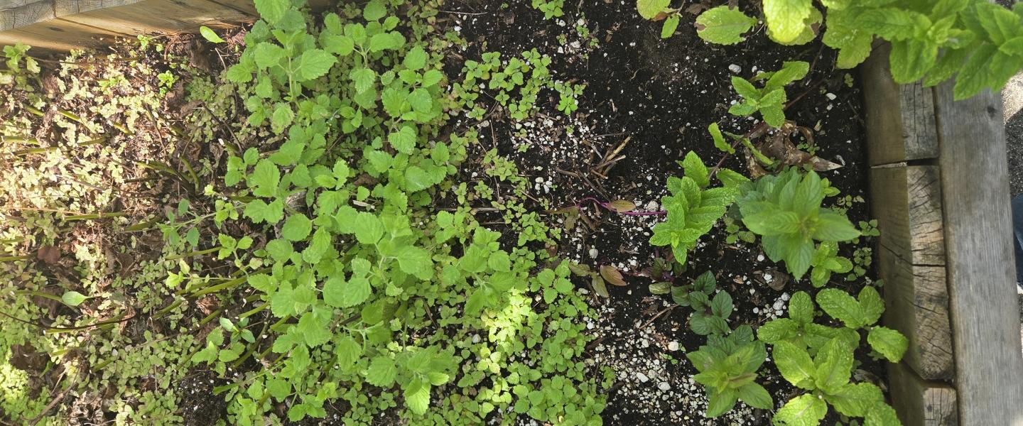 x'pey indigenous garden